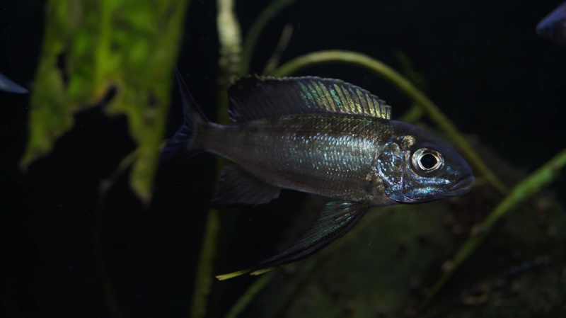 Cyathopharynx sp. 'neon streak' Kanoni